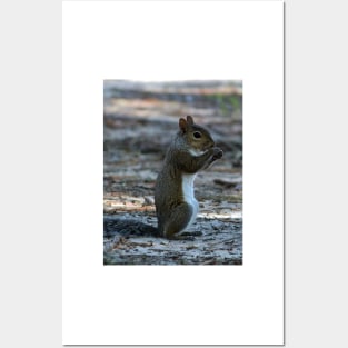 Little Squirrel Posters and Art